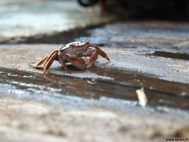 Crabe sur le Pont.JPG