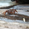 Crabe sur le Pont