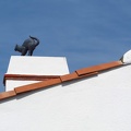 Black Cat on the Roof