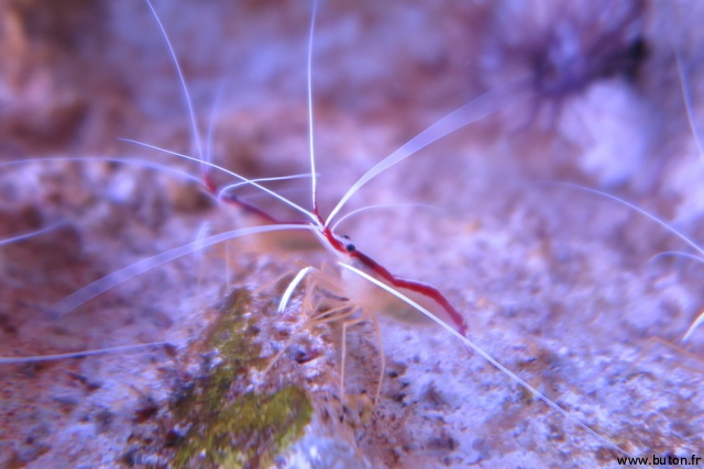 Lysmata Ambionensis NDLR une crevette rouge.JPG