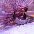 Spirograph & a Frendly Fish